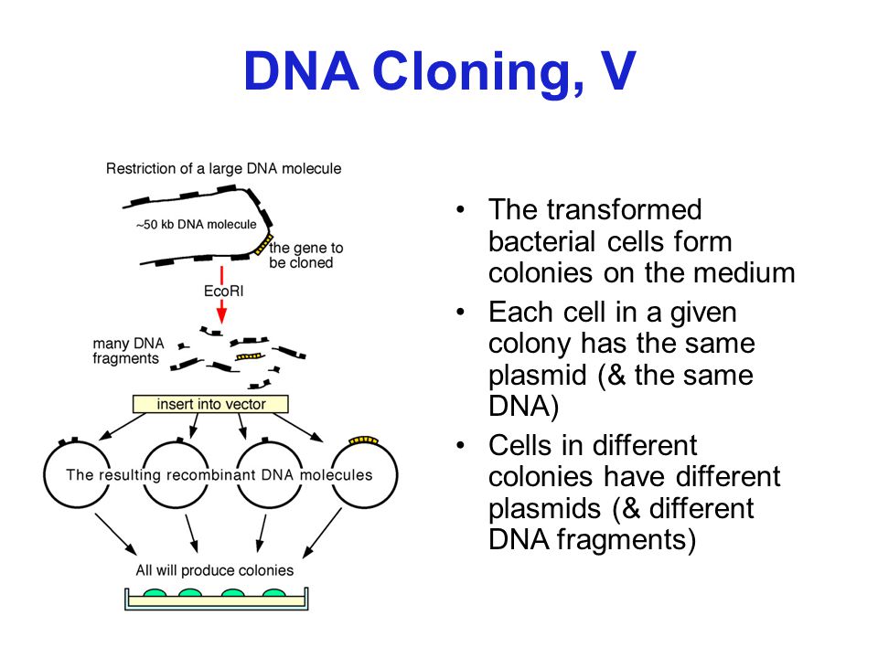 DNA Cloning, V The transformed bacterial cells form colonies on the medium. Each cell in a given colony has the same plasmid (& the same DNA)