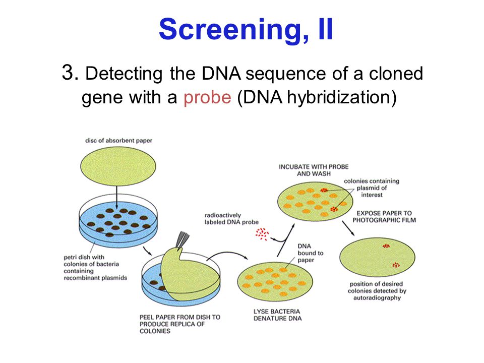 Screening, II 3. Detecting the DNA sequence of a cloned gene with a probe (DNA hybridization)