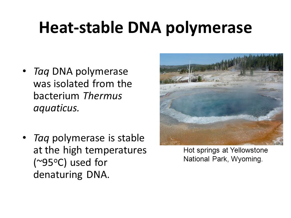 Heat-stable DNA polymerase