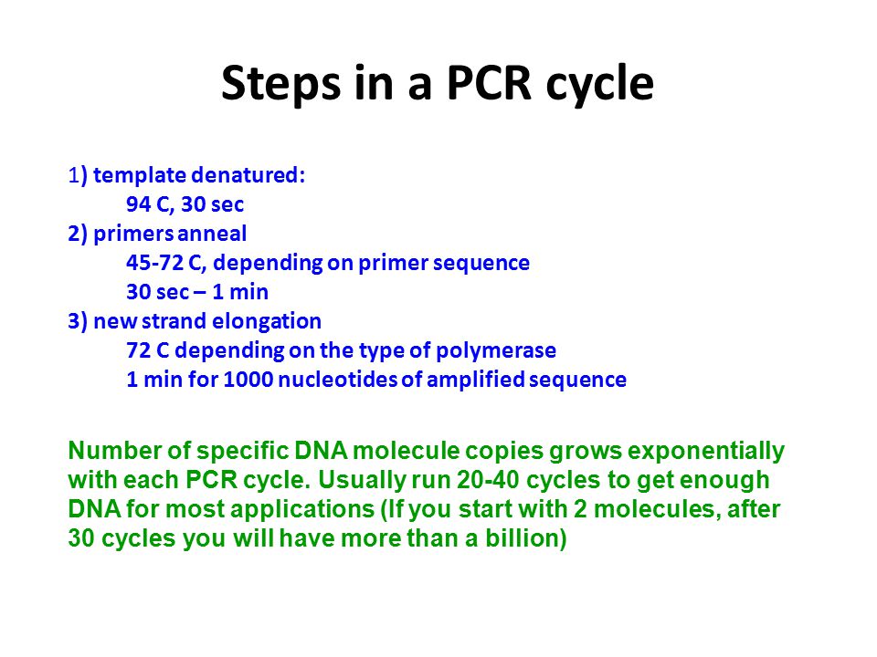 Steps in a PCR cycle 1) template denatured: 94 C, 30 sec