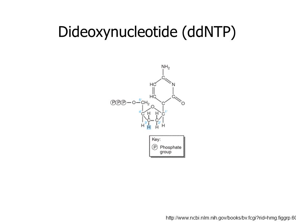 Dideoxynucleotide (ddNTP)