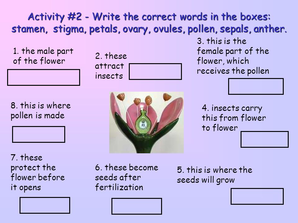 Activity #2 - Write the correct words in the boxes: stamen, stigma, petals, ovary, ovules, pollen, sepals, anther.