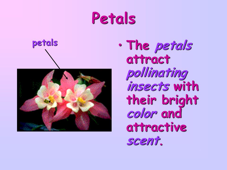 Petals petals The petals attract pollinating insects with their bright color and attractive scent.