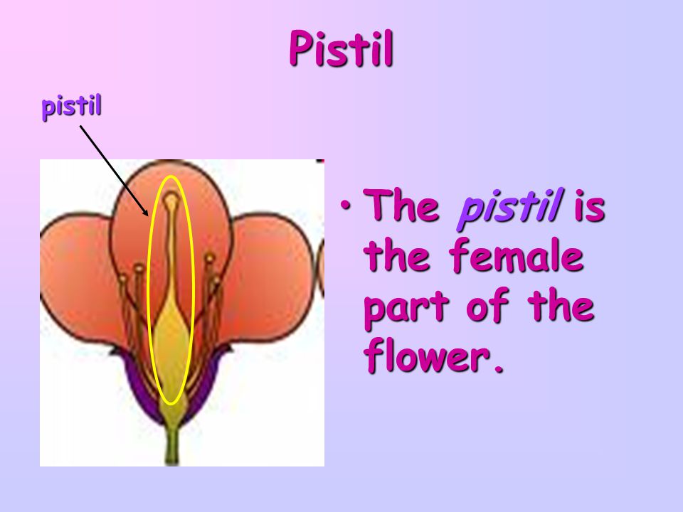 Pistil pistil The pistil is the female part of the flower.