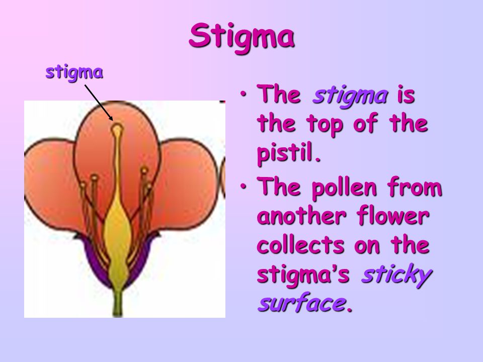 Stigma The stigma is the top of the pistil.