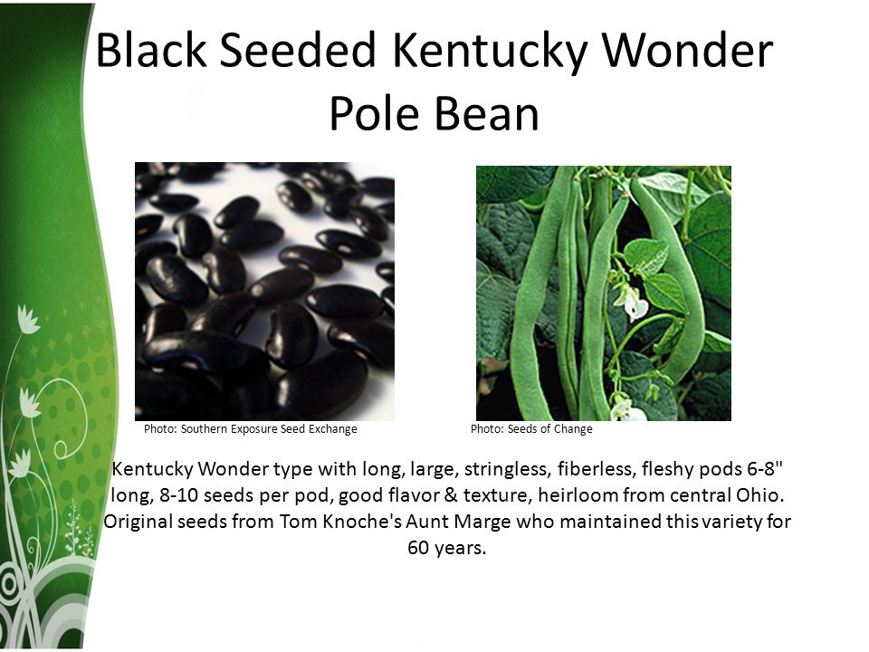 Black Seeded Kentucky Wonder Pole Bean