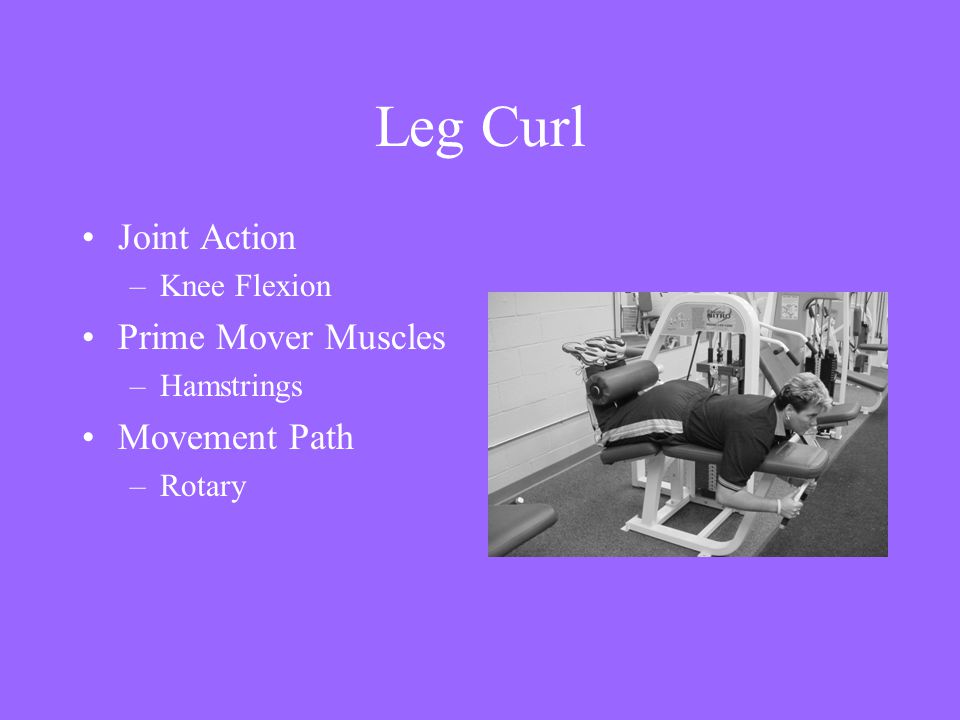 Leg Curl Joint Action Prime Mover Muscles Movement Path Knee Flexion