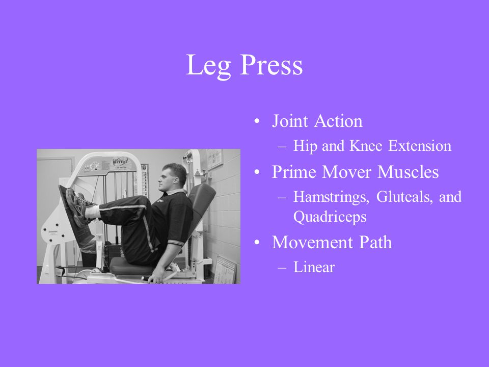 Leg Press Joint Action Prime Mover Muscles Movement Path