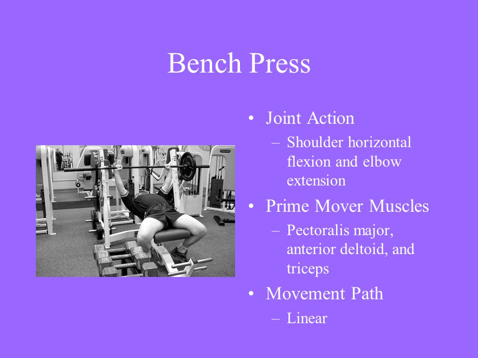 Bench Press Joint Action Prime Mover Muscles Movement Path