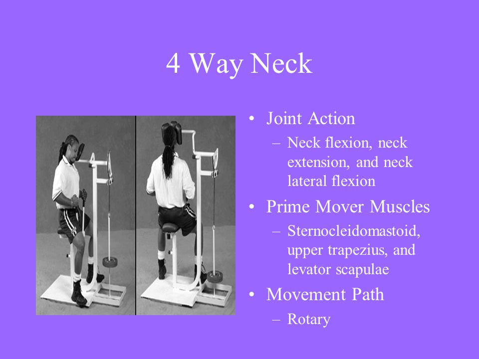 4 Way Neck Joint Action Prime Mover Muscles Movement Path