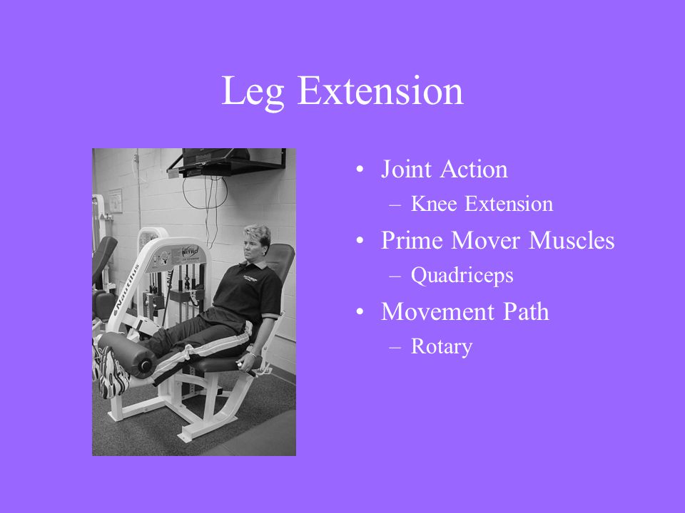 Leg Extension Joint Action Prime Mover Muscles Movement Path