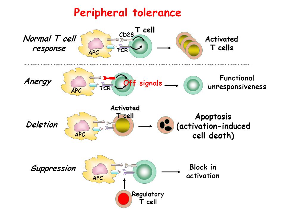 Peripheral tolerance Normal T cell response Anergy Apoptosis