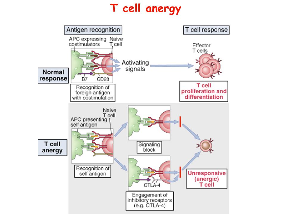 T cell anergy