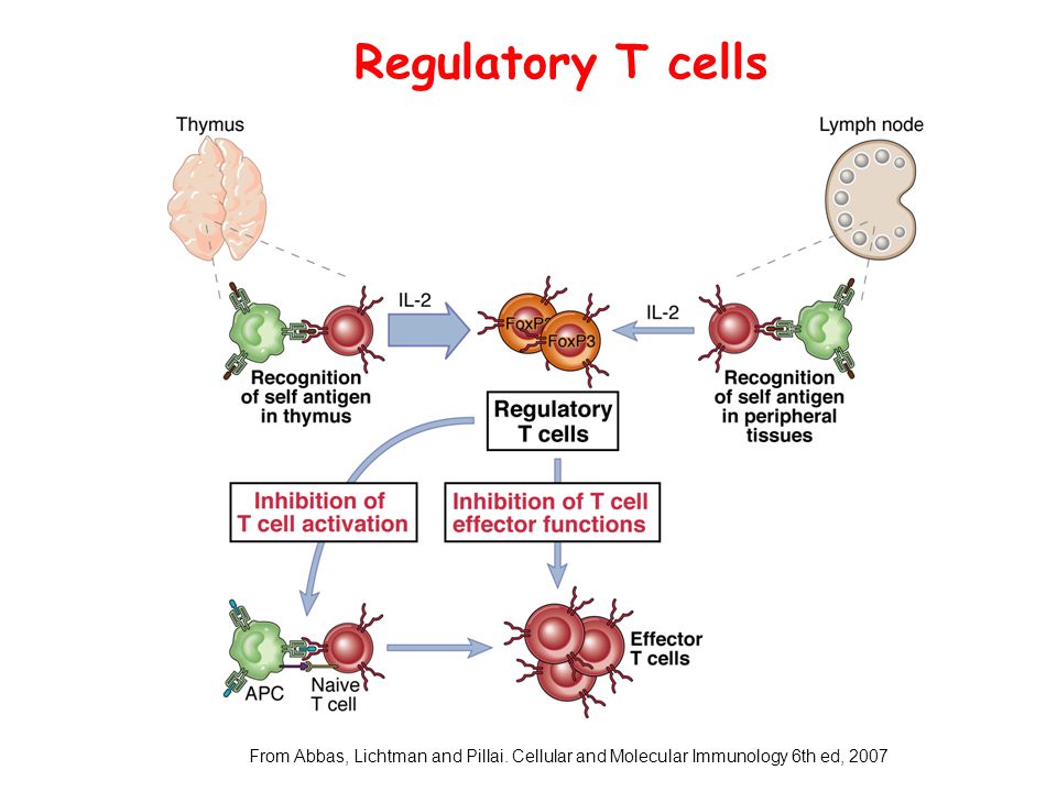 Regulatory T cells From Abbas, Lichtman and Pillai. Cellular and Molecular Immunology 6th ed, 2007