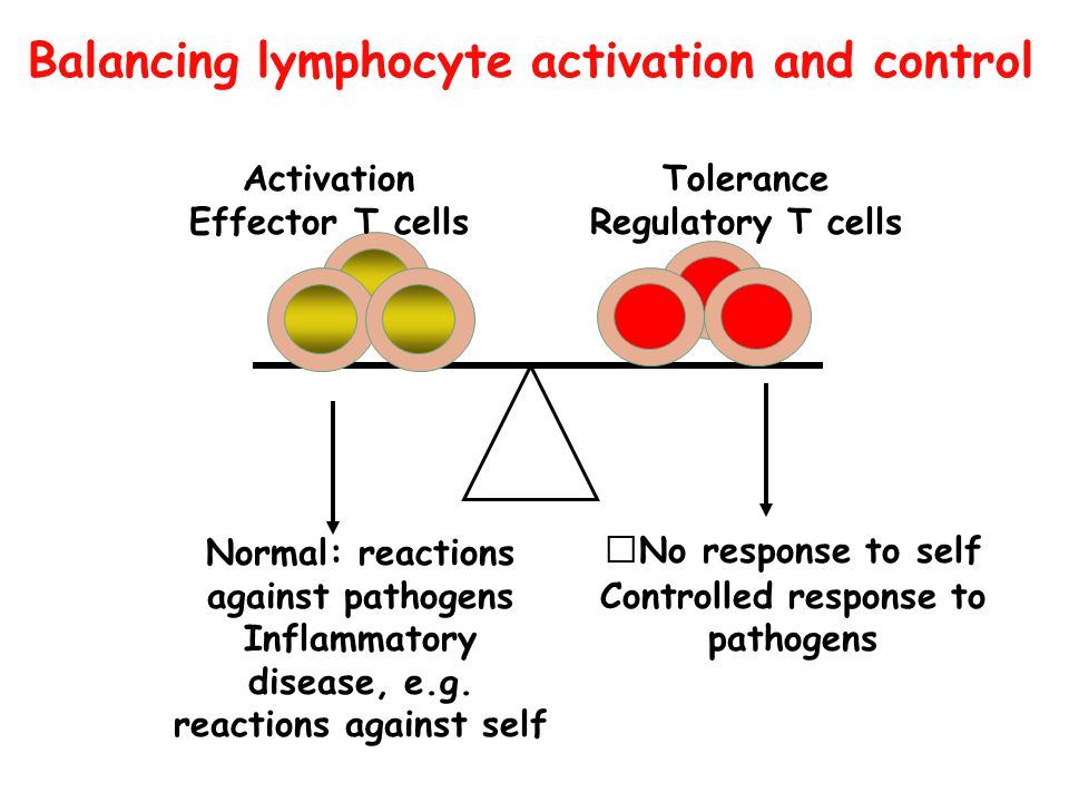 Balancing lymphocyte activation and control