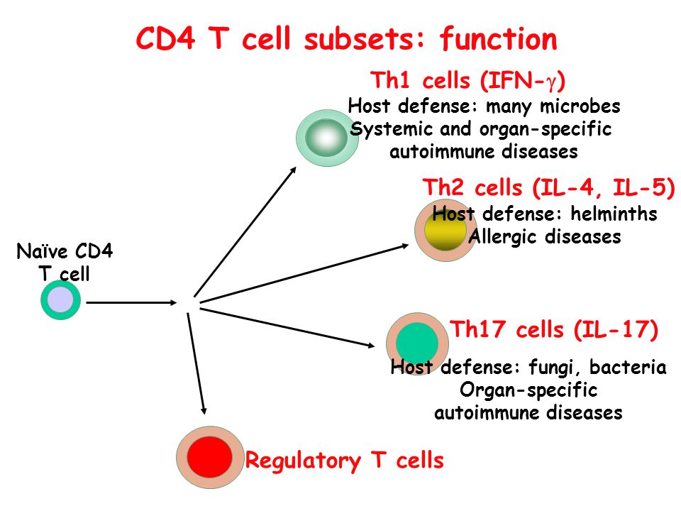 CD4 T cell subsets: function