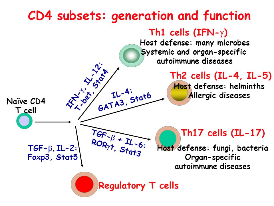CD4 subsets: generation and function