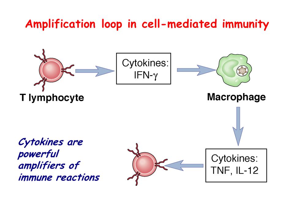 Amplification loop in cell-mediated immunity
