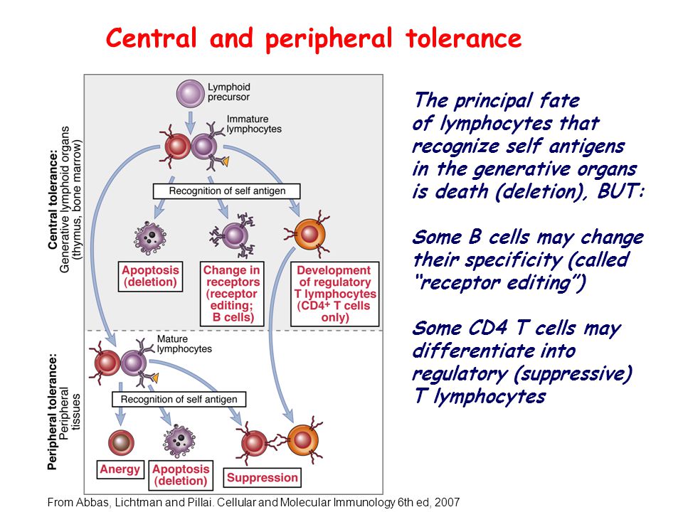 Central and peripheral tolerance