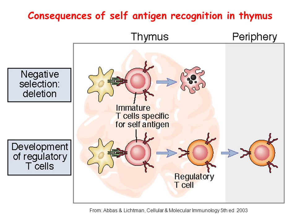 Consequences of self antigen recognition in thymus