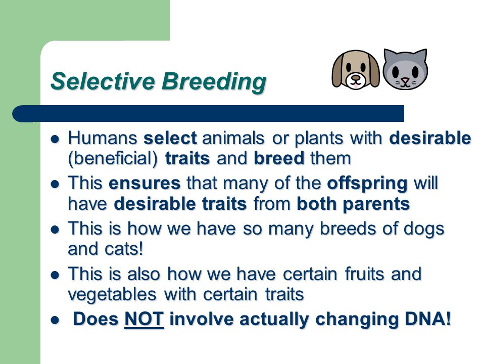 Selective Breeding Humans select animals or plants with desirable (beneficial) traits and breed them.