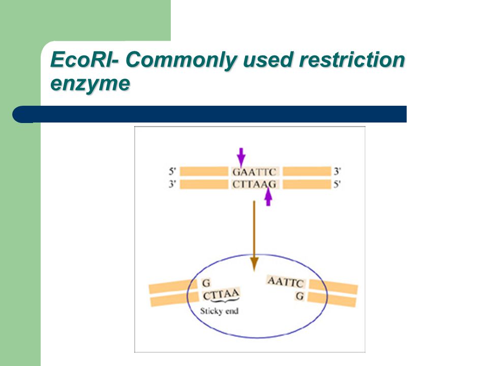EcoRI- Commonly used restriction enzyme