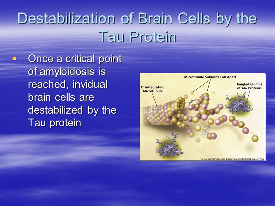 Destabilization of Brain Cells by the Tau Protein