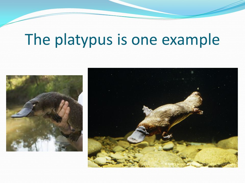 The platypus is one example