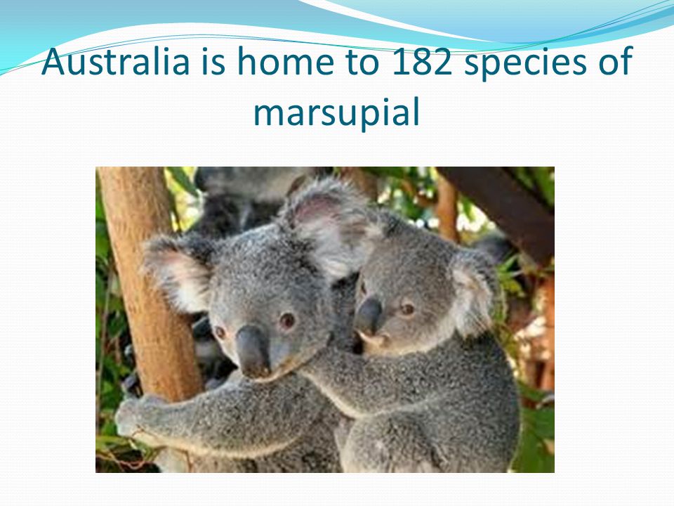 Australia is home to 182 species of marsupial
