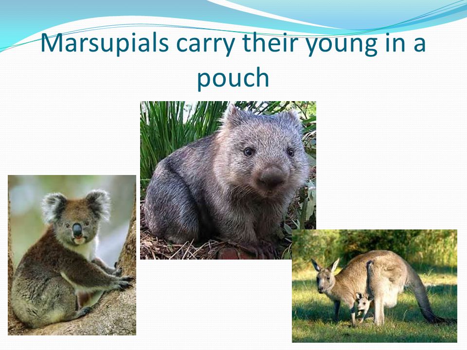 Marsupials carry their young in a pouch
