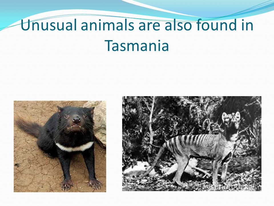 Unusual animals are also found in Tasmania