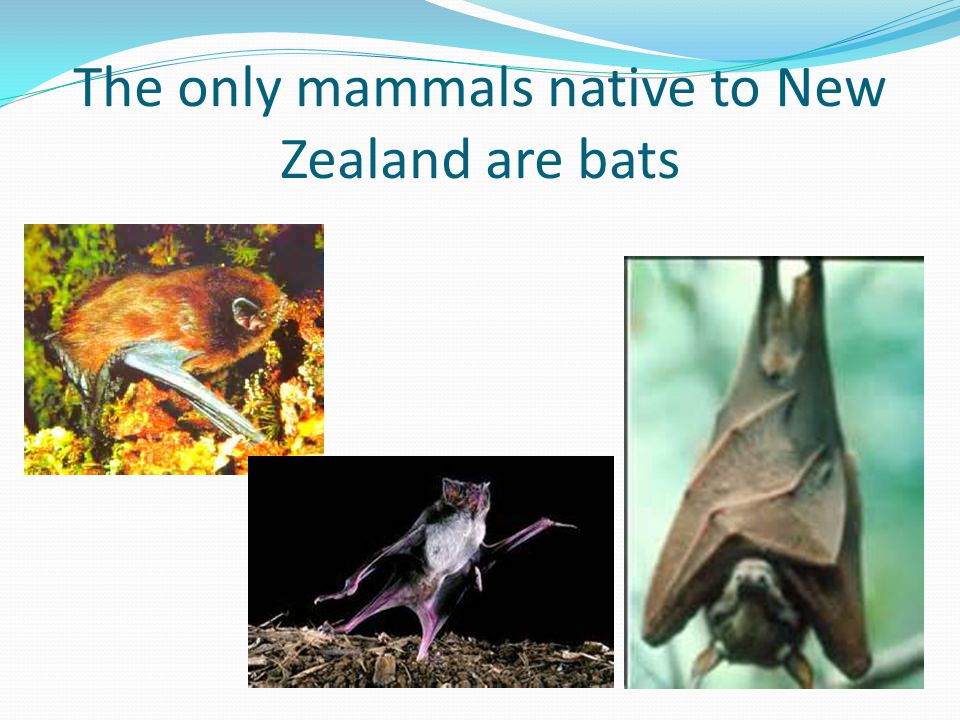 The only mammals native to New Zealand are bats