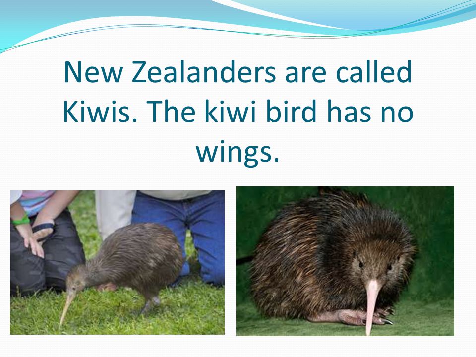 New Zealanders are called Kiwis. The kiwi bird has no wings.