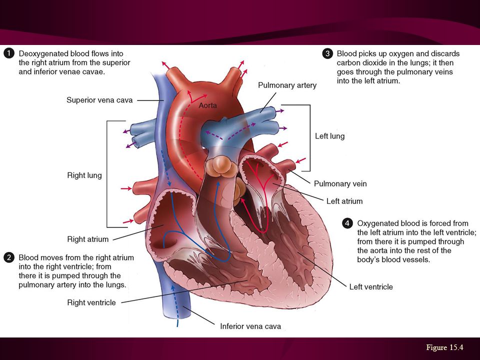 Anatomy of the Heart Figure 15.4