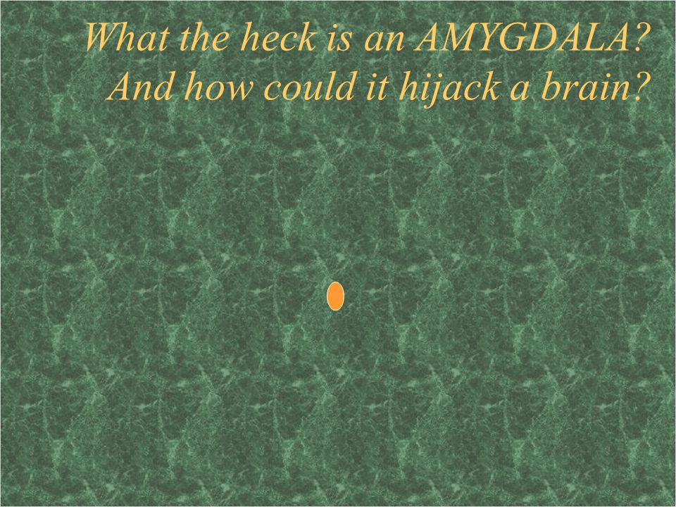 What the heck is an AMYGDALA And how could it hijack a brain