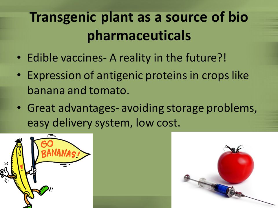 Transgenic plant as a source of bio pharmaceuticals