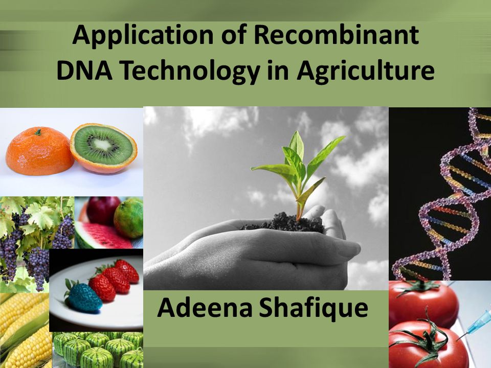 Application of Recombinant DNA Technology in Agriculture