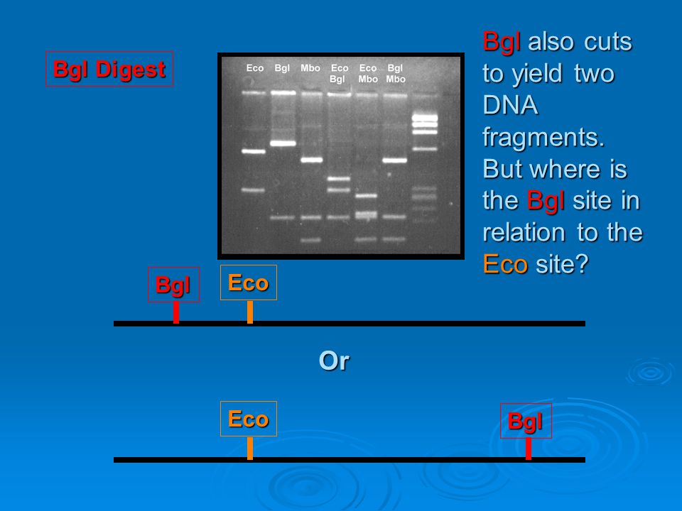 Bgl also cuts to yield two DNA fragments