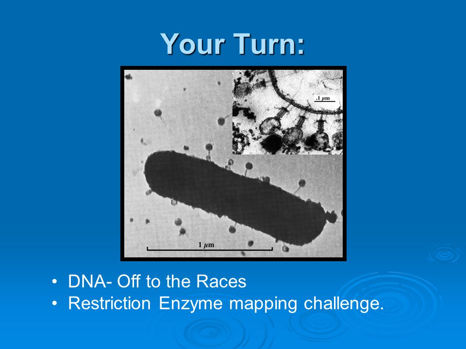Your Turn: DNA- Off to the Races Restriction Enzyme mapping challenge.