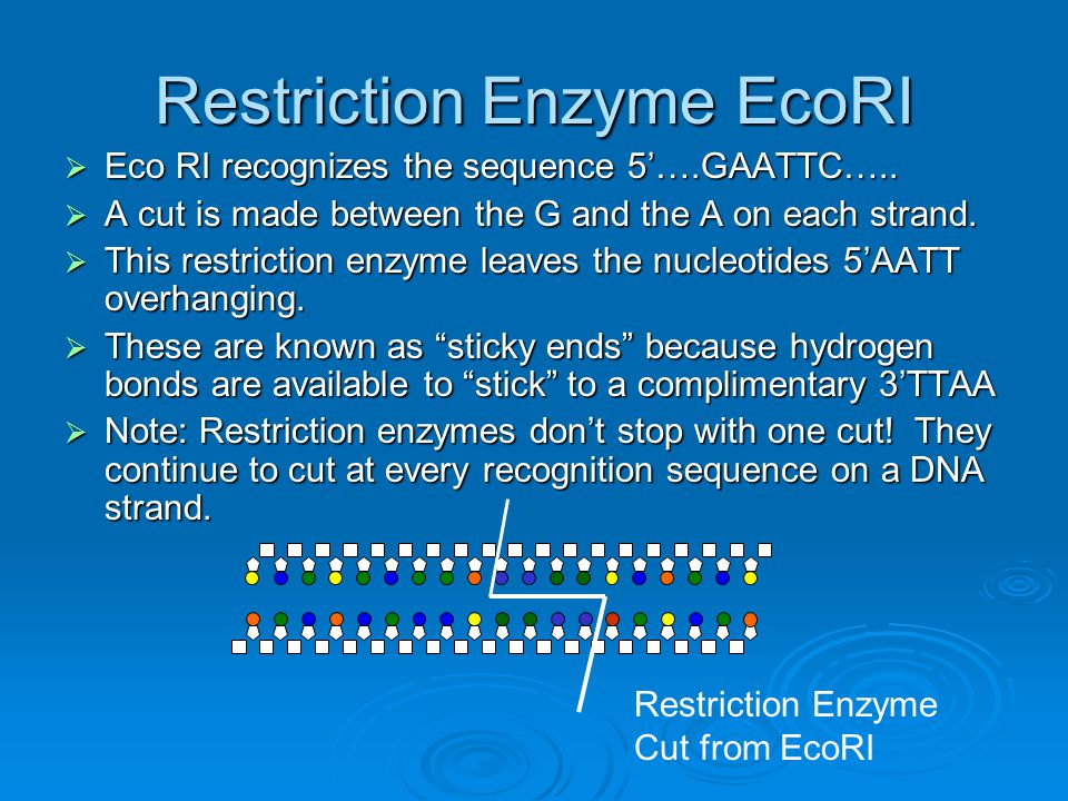 Restriction Enzyme EcoRI