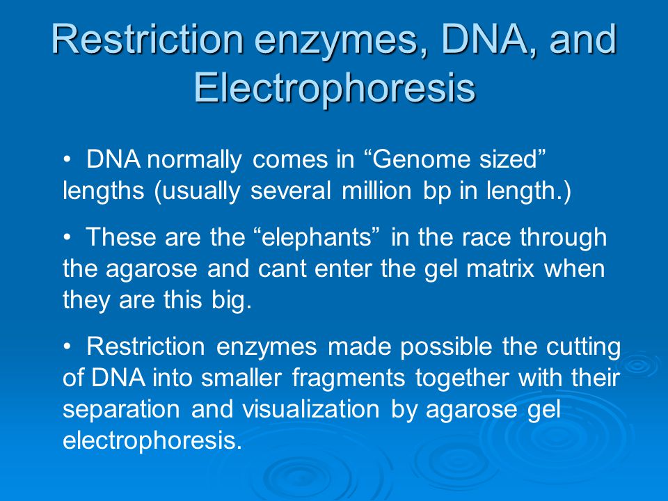 Restriction enzymes, DNA, and Electrophoresis