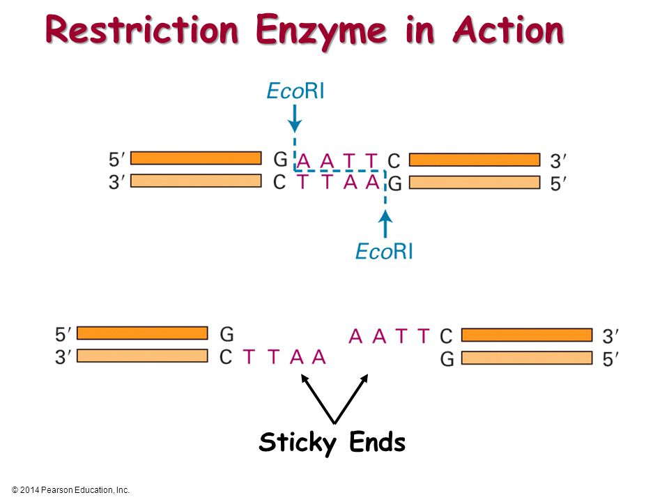 Restriction Enzyme in Action