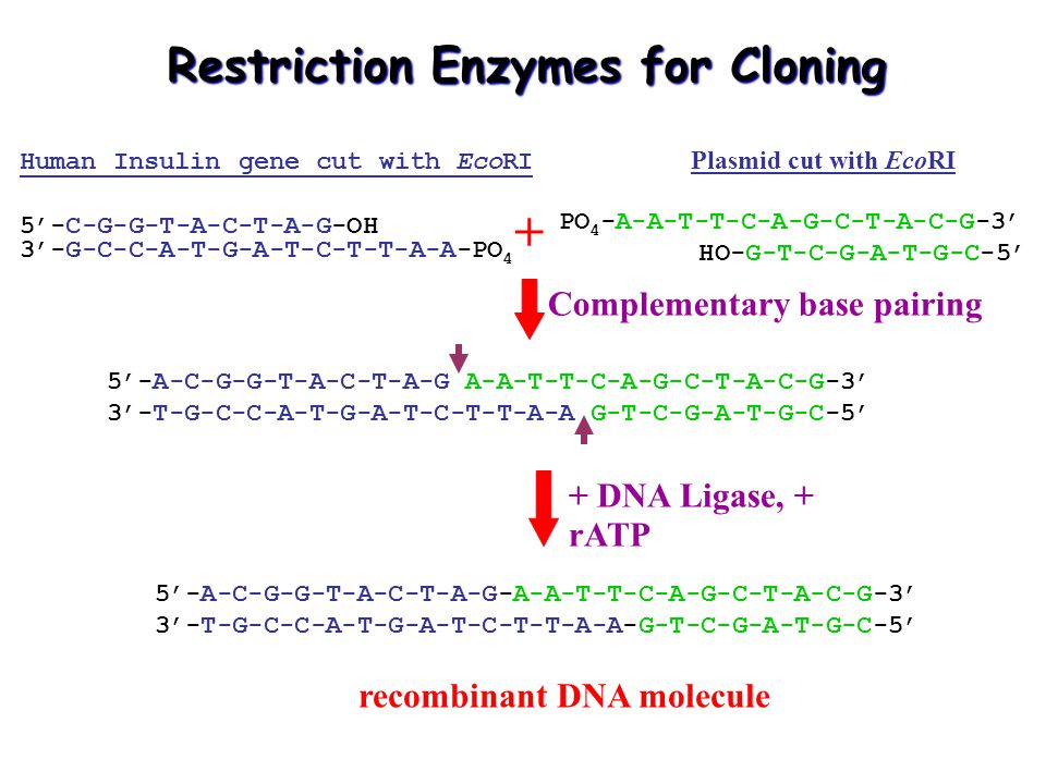 Restriction Enzymes for Cloning
