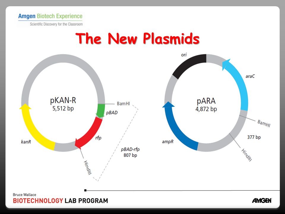 The New Plasmids See ordering information in meeting binder appendix