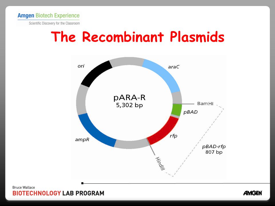 The Recombinant Plasmids