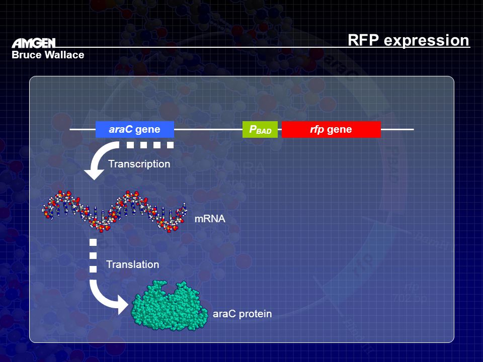 RFP expression Bruce Wallace araC gene PBAD rfp gene Transcription