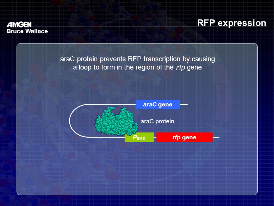 RFP expression araC protein prevents RFP transcription by causing
