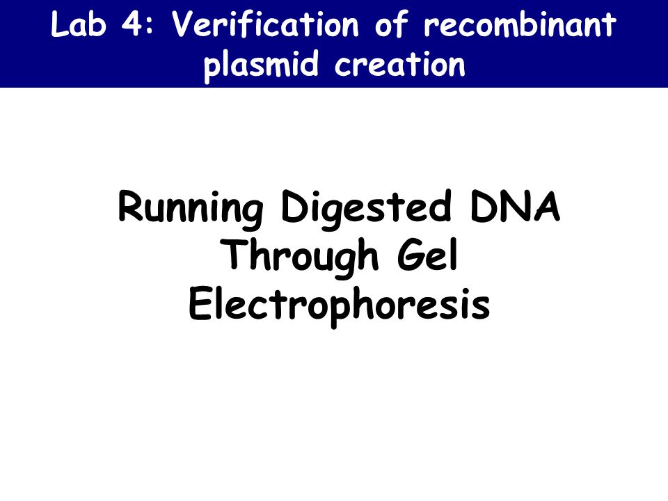 Running Digested DNA Through Gel Electrophoresis