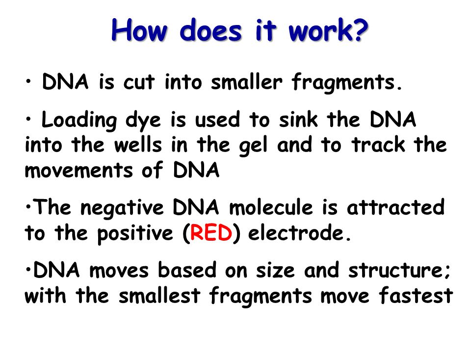 How does it work DNA is cut into smaller fragments.