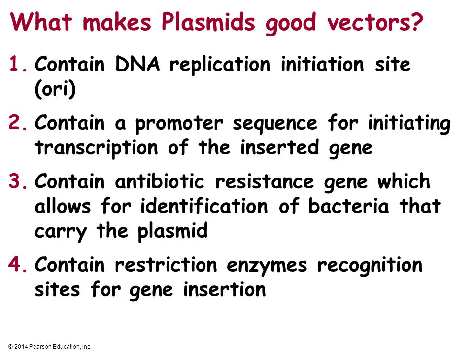 What makes Plasmids good vectors